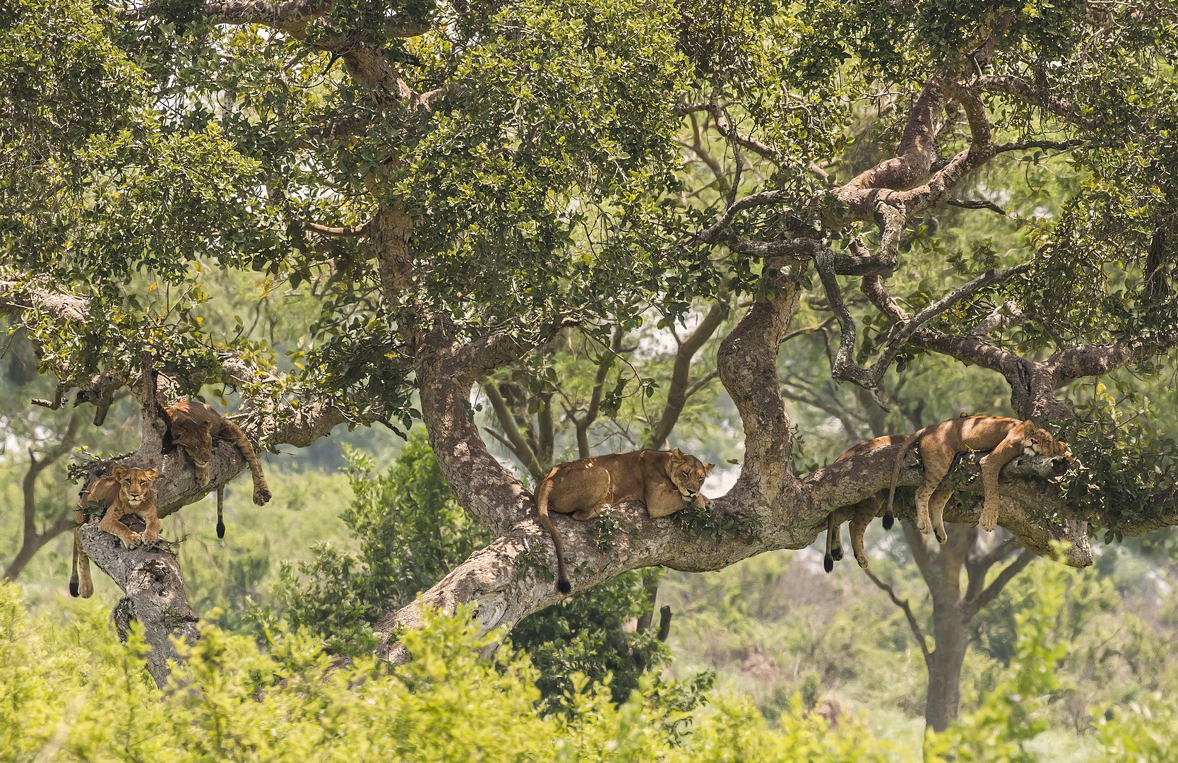 Wildlife in the park