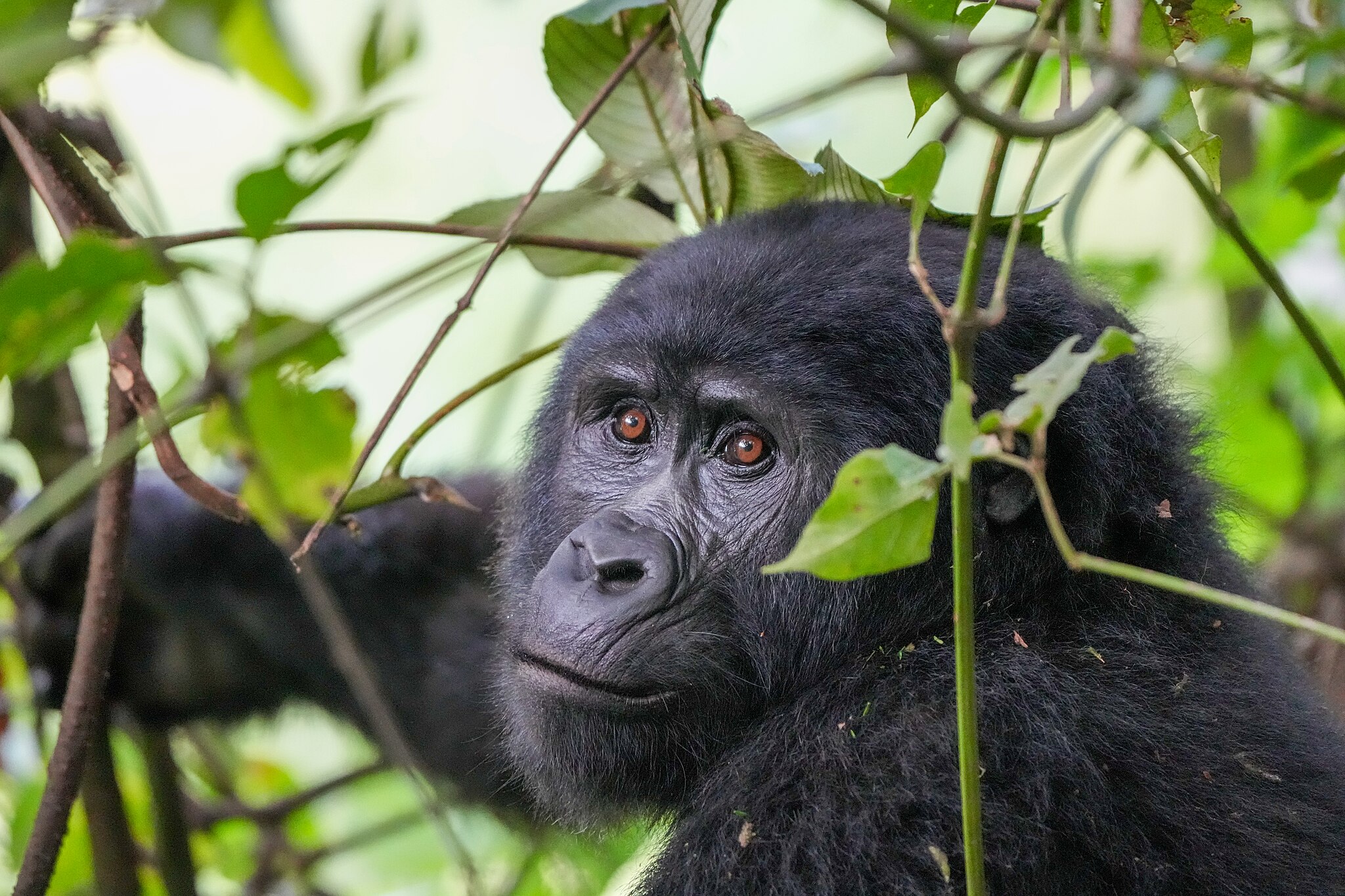 Bwindi Impenetrable Forest
