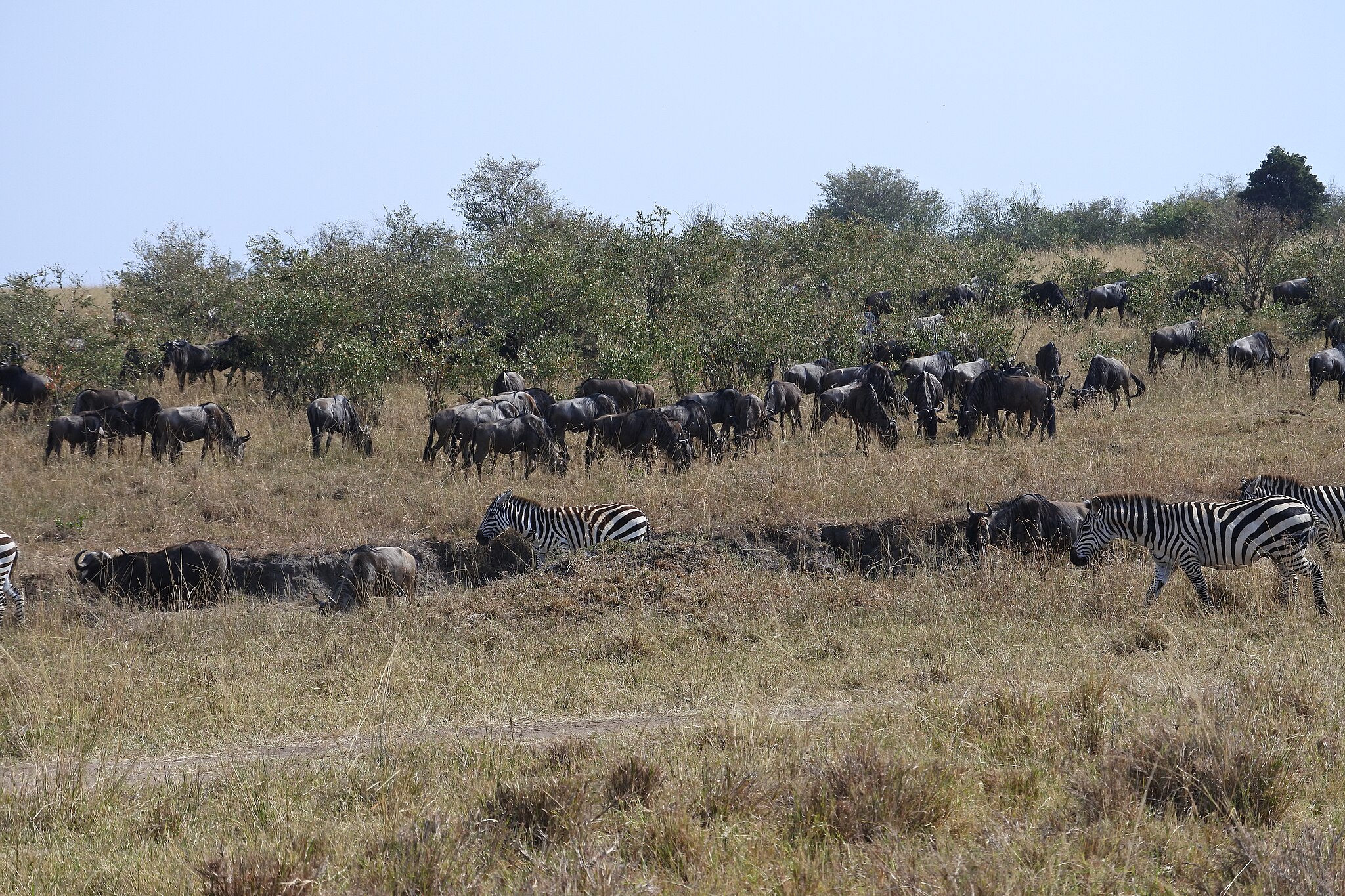 Wildebeest Migration
