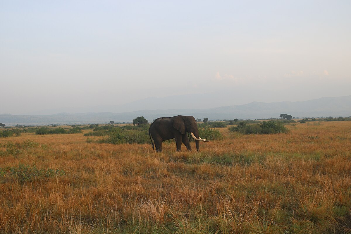 Elephants in Queen Elizabeth National Park