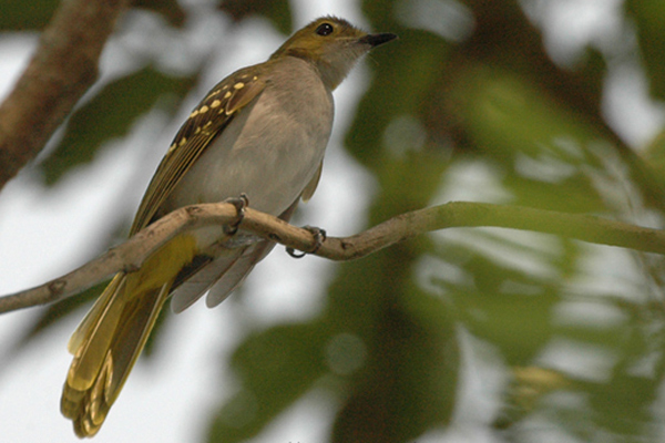 Semuliki National Park