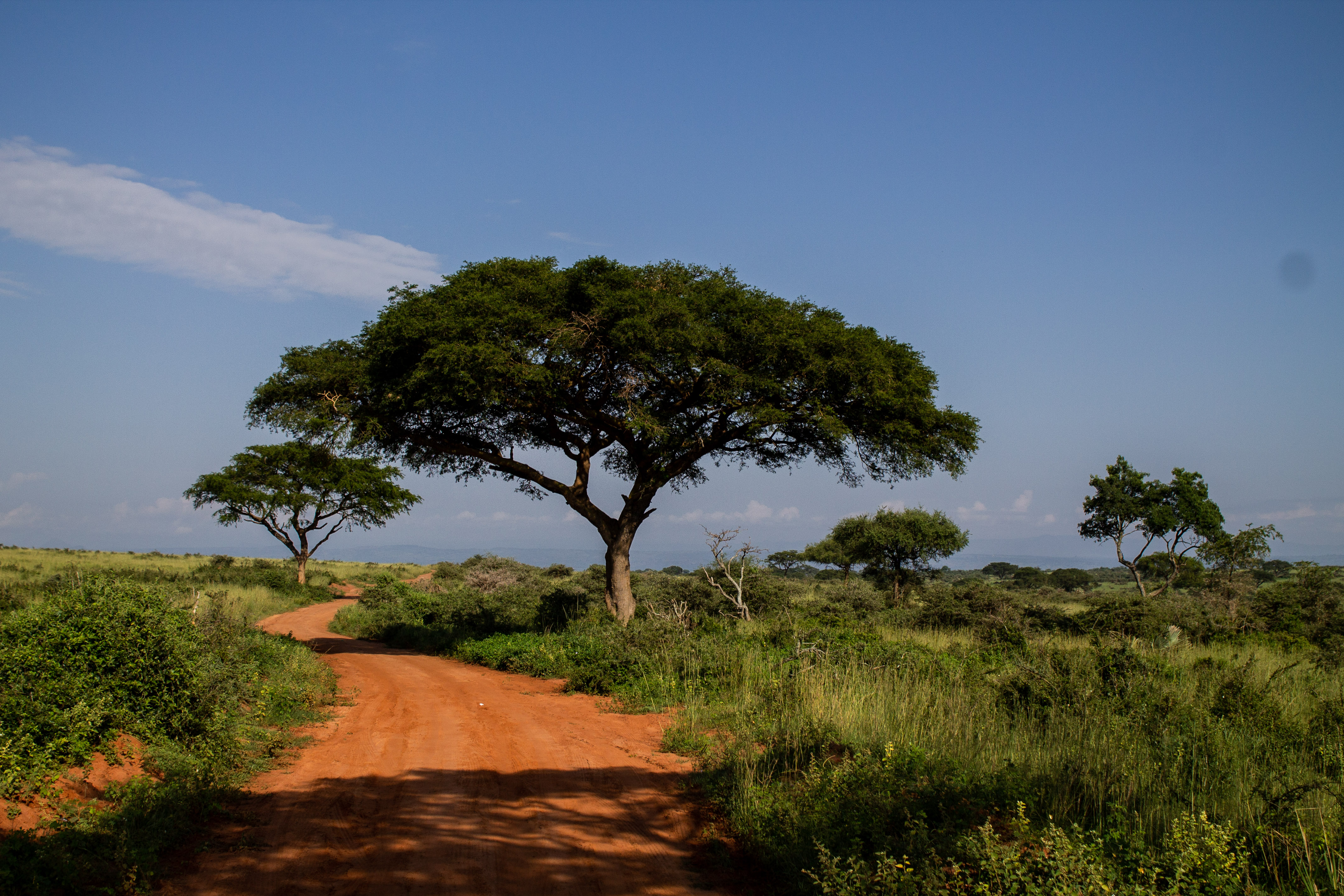 Road to Murchison Falls