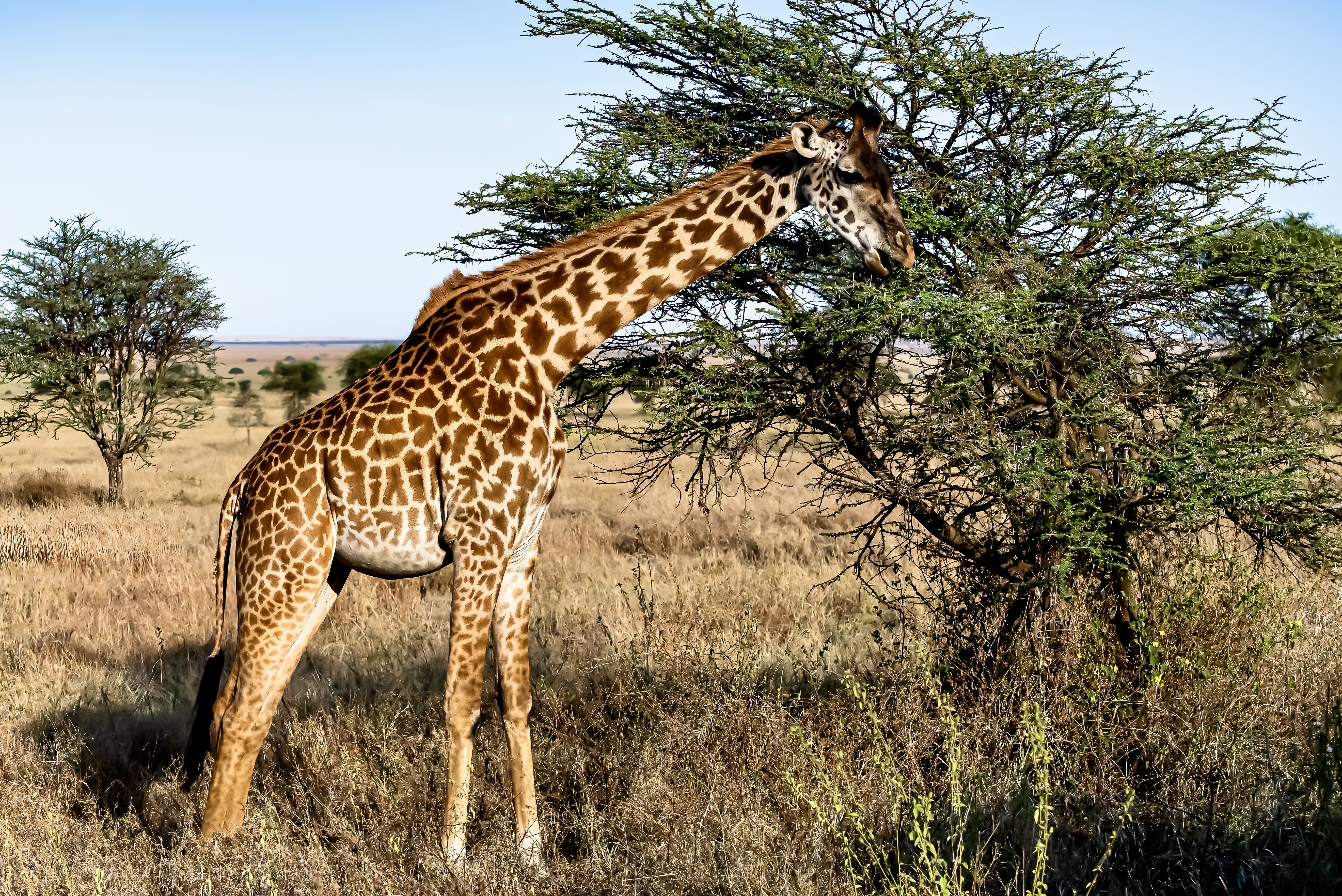 Giraffe in the savanna under blue sky
