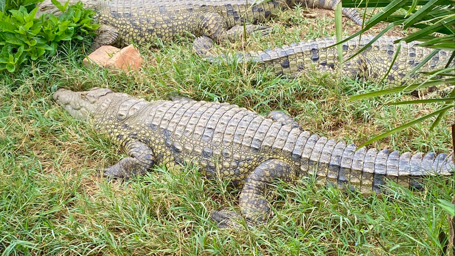 Crocodile Safari on a river