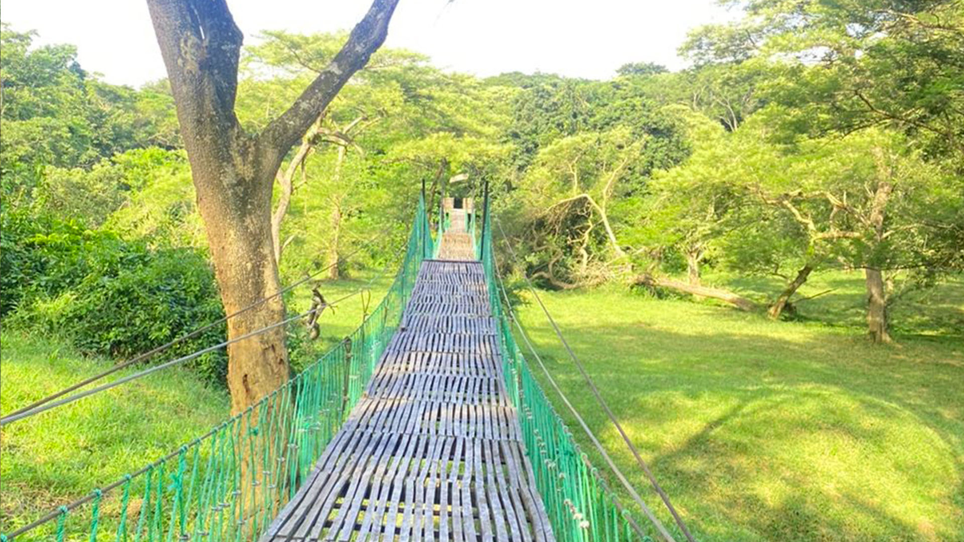 Person zip lining over a forest canopy